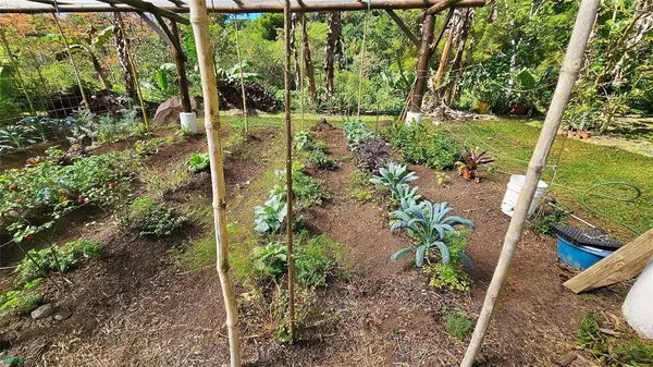 Finca Tropical Food Forest, 11908