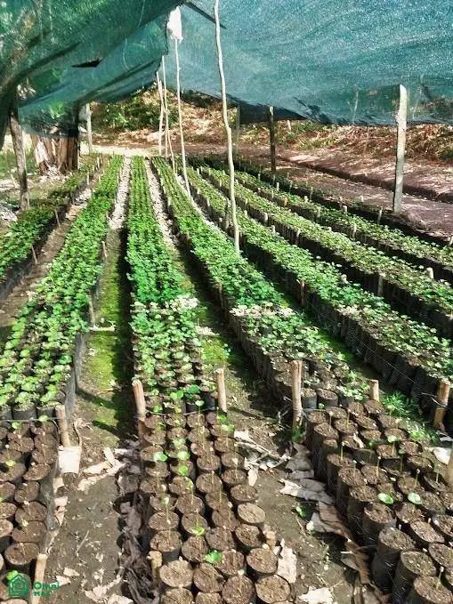 Finca Hamacas, San Vito, Puntarenas 60101