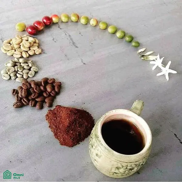 Finca Hamacas, San Vito, Puntarenas 60101
