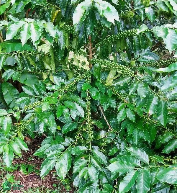 Finca Hamacas, San Vito, Puntarenas 60101