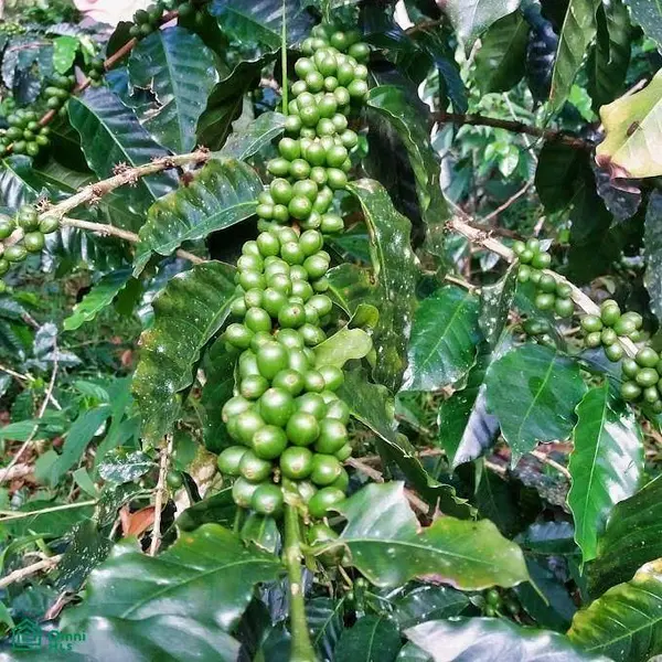 Finca Hamacas, San Vito, Puntarenas 60101