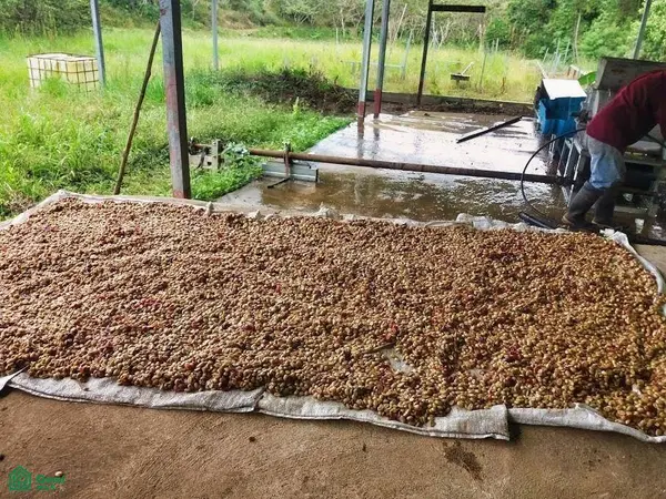 Finca Hamacas, San Vito, Puntarenas 60101