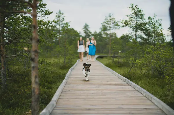 St Lucie County Dog Parks