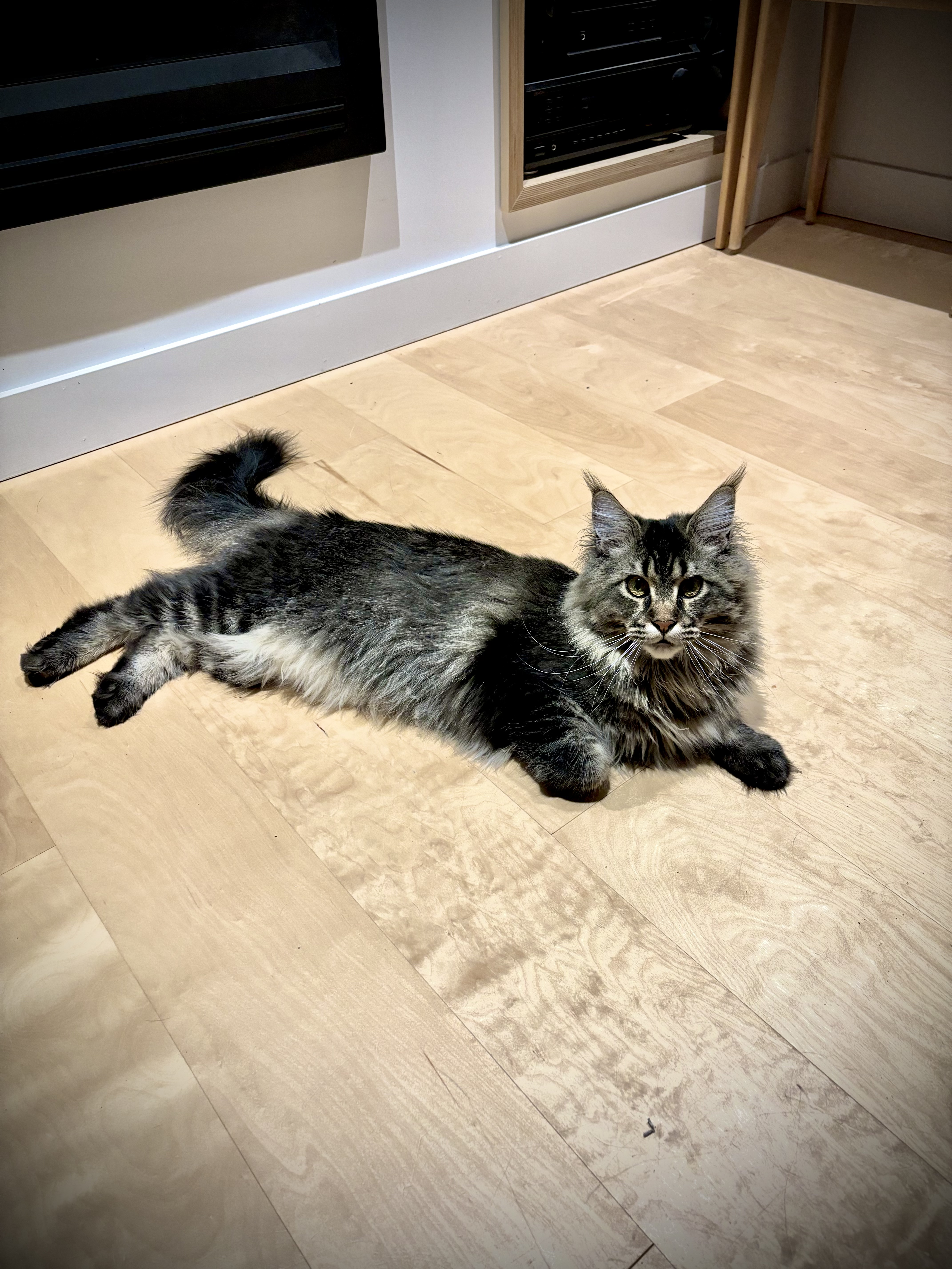 Pietro the Maine Coon
