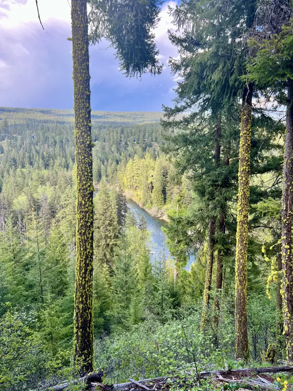 suncadia trails with green trees
