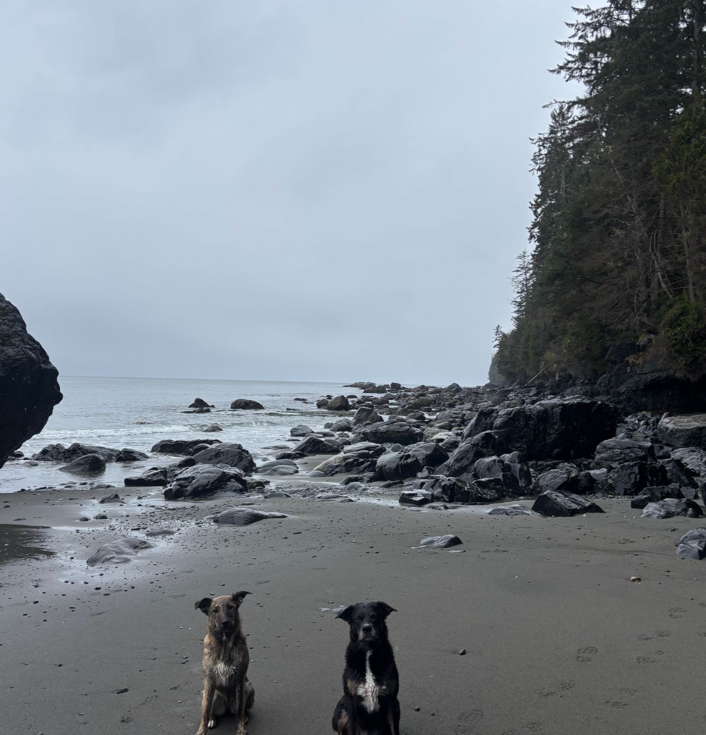 Scotia and Nova on the beach