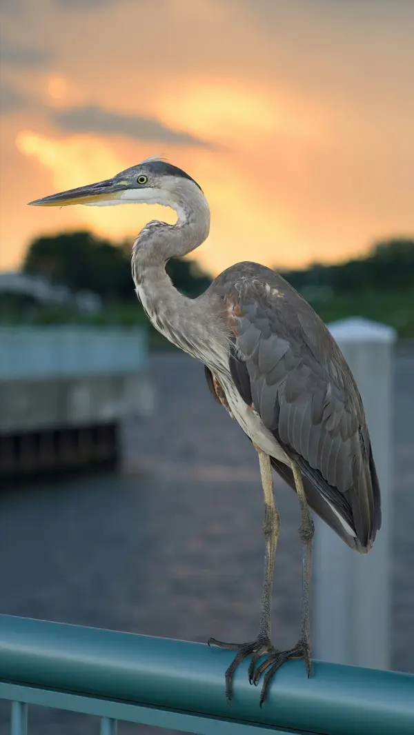 feature image of Moving to Pensacola, Florida? Here’s What You Need to Know Before You Do