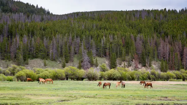 Montana Horse Properties
