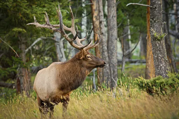 Montana Hunting Properties