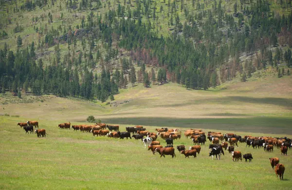 Montana Ranch Properties