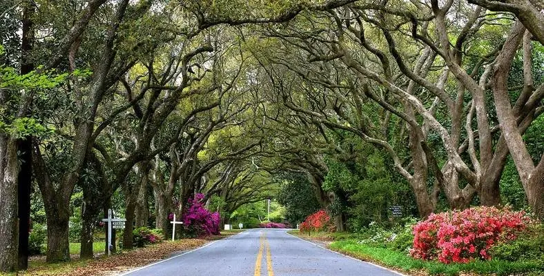 Magnolia Springs