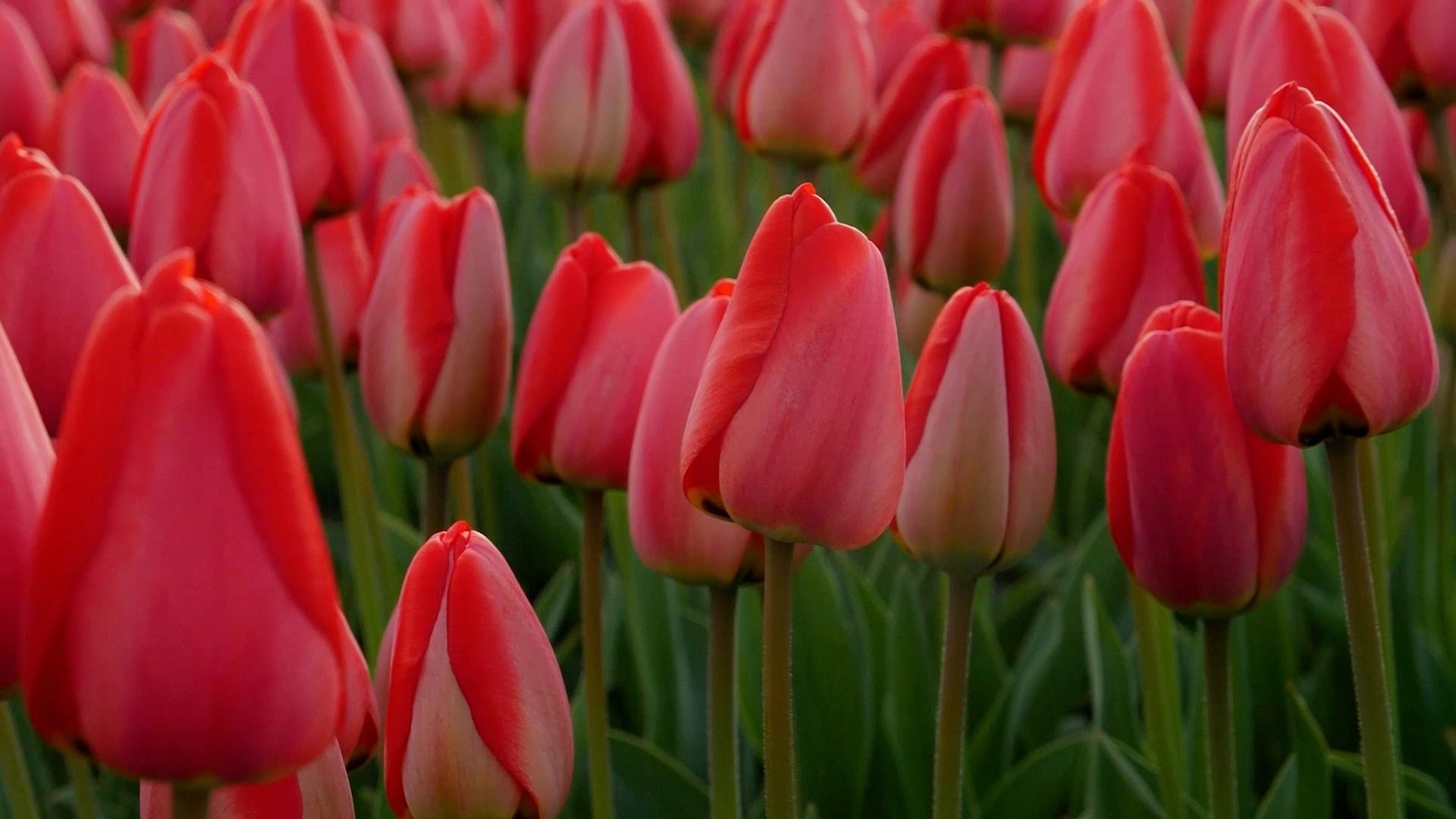 Dawn Hadley Realtor South Shore Duxbury Spring