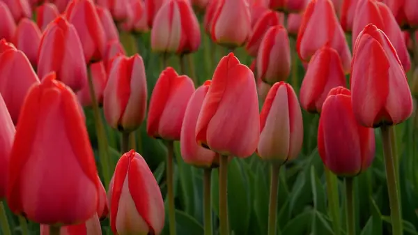 Spring into Action: Your Duxbury April Vacation Guide,Dawn Hadley