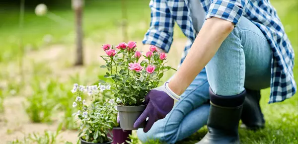 The Ultimate Montana Summer Planting Guide