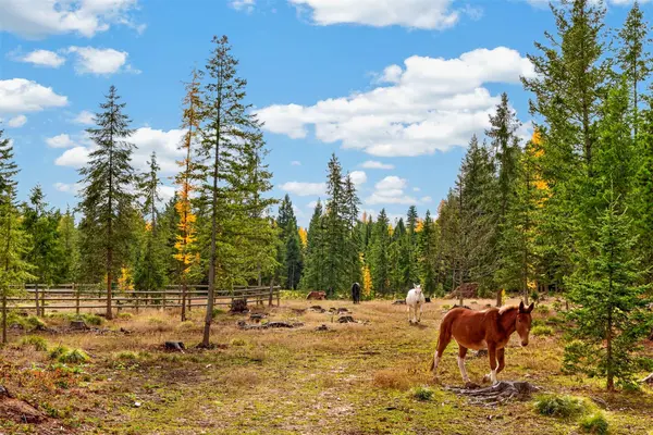 299 Washboard DR, Condon, MT 59826