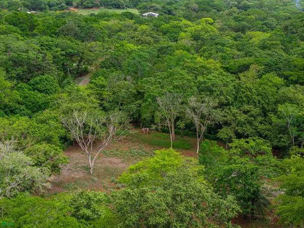 HAMMOCK PLANTACIÓN, Playa Negra, Veinticiete De Abril, Guanacaste 50303