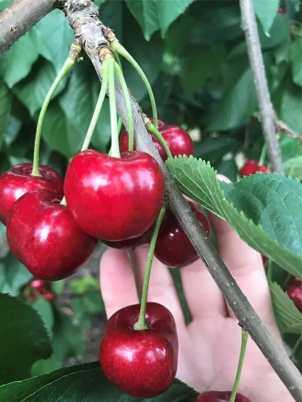 32624 S Finley Point RD, Polson, MT 59860