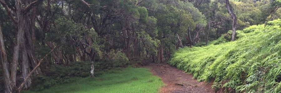 Pūpūkea-Paumalū Forest Reserve - Kaniela Kimura's Real Estate Blog