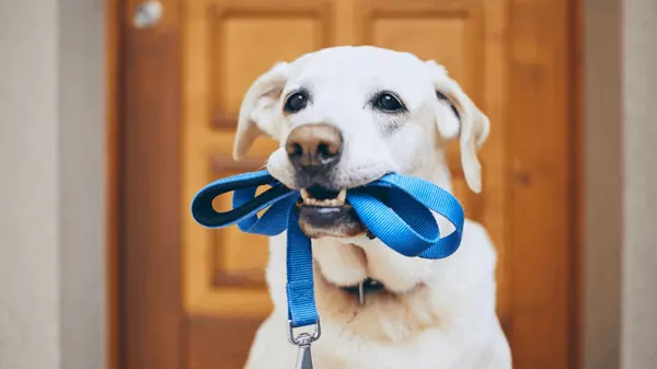 What Are the Best Dog-Friendly Neighborhoods in the Area?