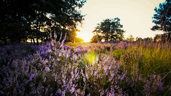 Spring 2026 Is Shaping Up to Be a More “Normal” Housing Market