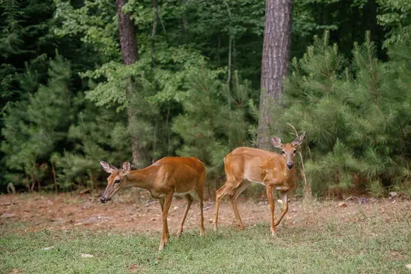 118 Matrix Lane, Ellijay, GA 30540