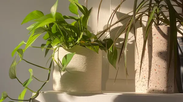 What My Houseplants Taught Me About Real Estate