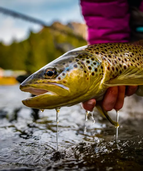 Brown Trout