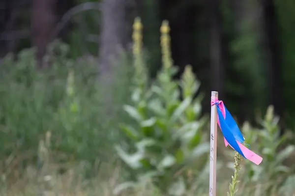 Address To Be Determined The Woodlands #Lot 9, Whitefish, MT 59937