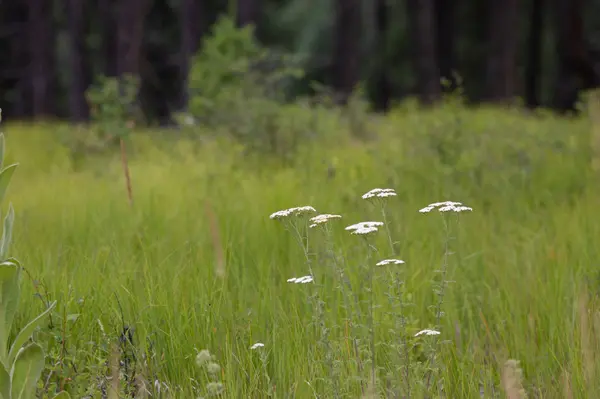 185 Rosewood LN #Lot 14, Whitefish, MT 59937