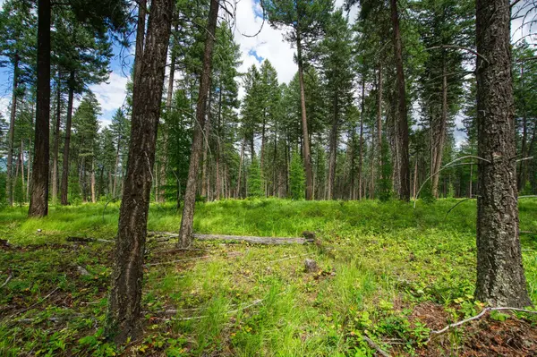 142 Rosewood LN #Lot 18, Whitefish, MT 59937