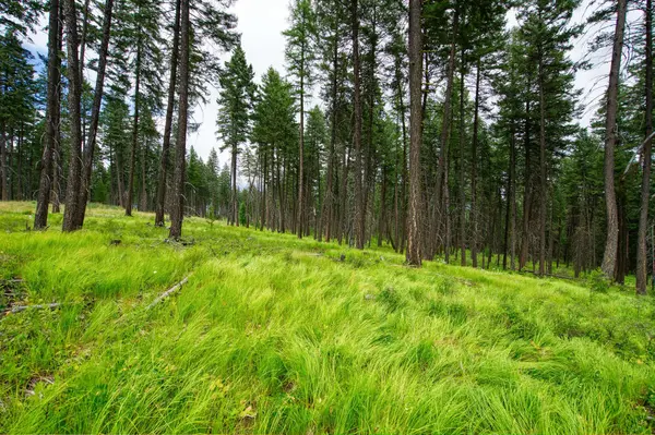 185 Rosewood LN #Lot 14, Whitefish, MT 59937