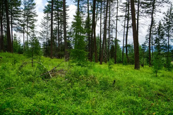161 Rosewood #Lot 10, Whitefish, MT 59937