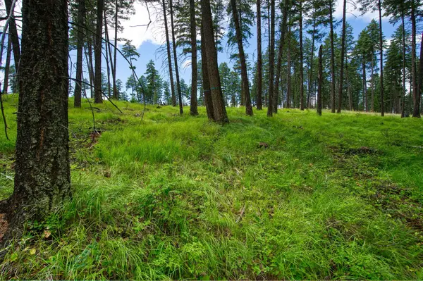 185 Rosewood LN #Lot 14, Whitefish, MT 59937