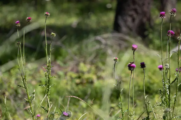 316 Sandalwood LN #Lot 3, Whitefish, MT 59937