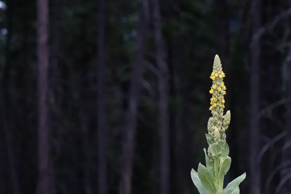 185 Rosewood LN #Lot 14, Whitefish, MT 59937