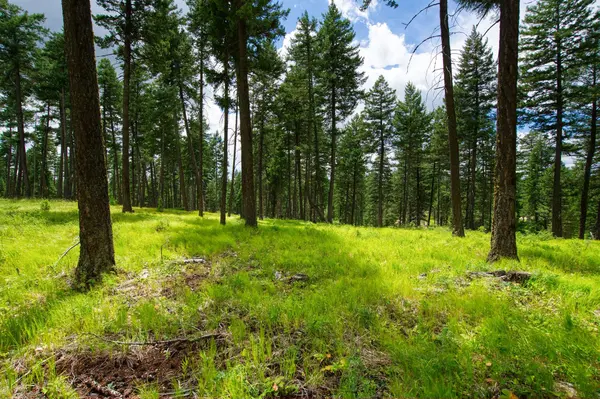 182 Rosewood LN #Lot 15, Whitefish, MT 59937