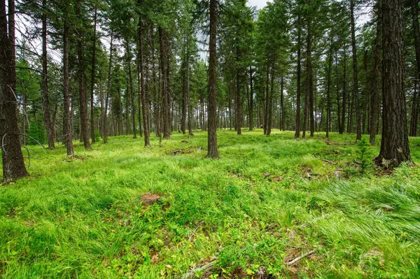 142 Rosewood LN #Lot 18, Whitefish, MT 59937