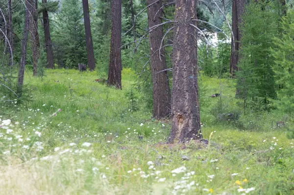 Address To Be Determined The Woodlands #Lot 9, Whitefish, MT 59937