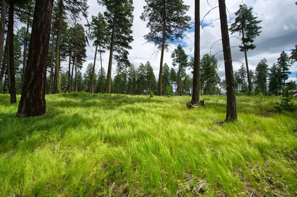 182 Rosewood LN #Lot 15, Whitefish, MT 59937