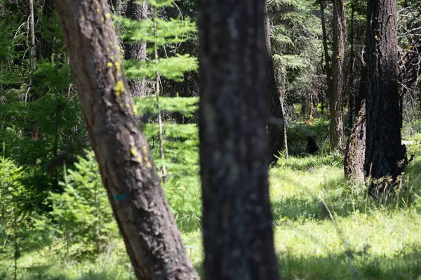 161 Rosewood #Lot 10, Whitefish, MT 59937