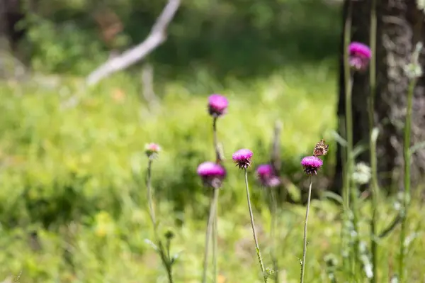 161 Rosewood #Lot 10, Whitefish, MT 59937