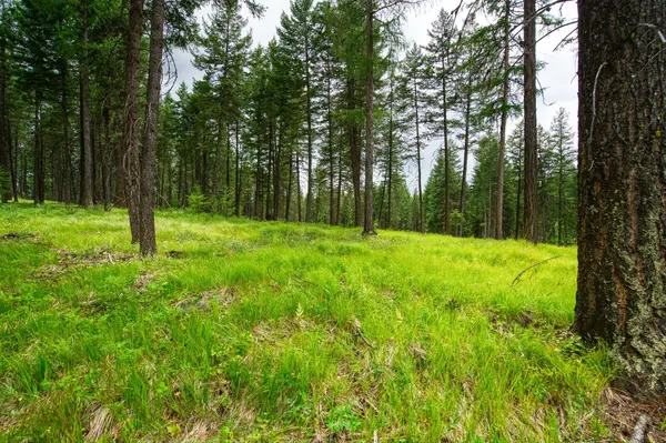 142 Rosewood LN #Lot 18, Whitefish, MT 59937