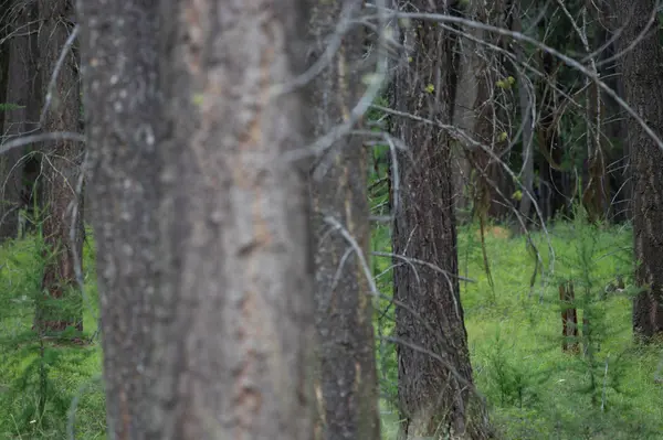 149 Rosewood Lane #Lot 8, Whitefish, MT 59937