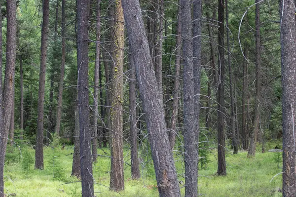 161 Rosewood #Lot 10, Whitefish, MT 59937