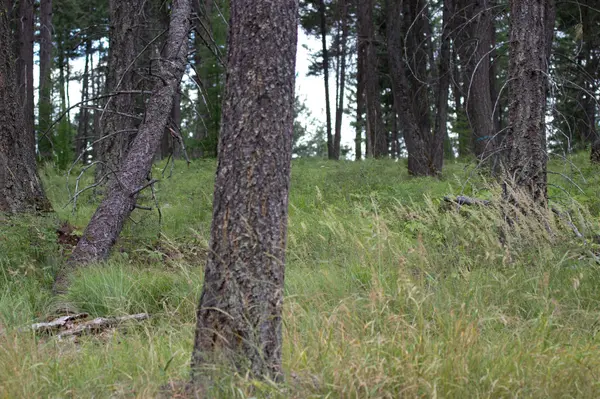 142 Rosewood LN #Lot 18, Whitefish, MT 59937