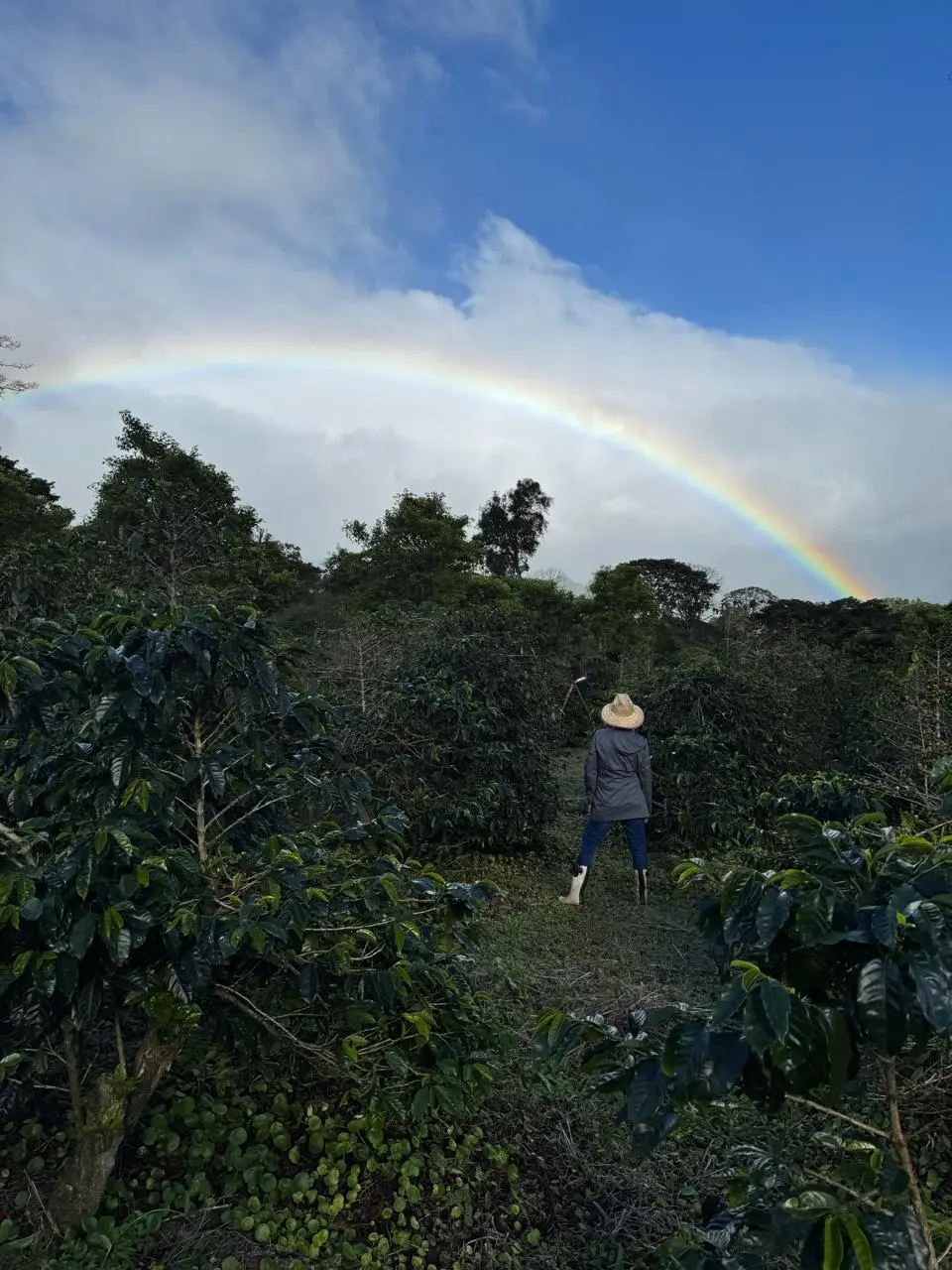 Coffee Farm - Boquete