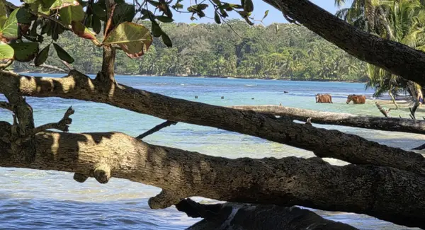 Boca del Drago - Bocas del Toro