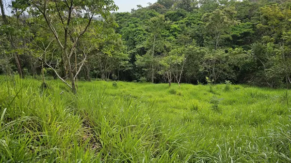 Puerto Amruelles - Chiriqui
