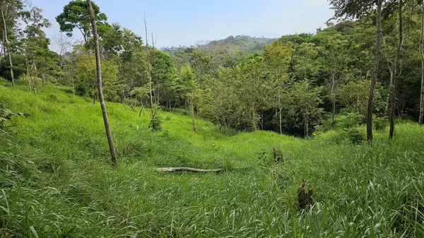 Puerto Amruelles - Chiriqui