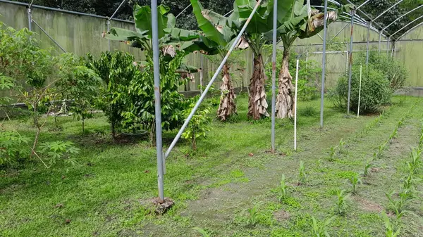 David - Chiriquí